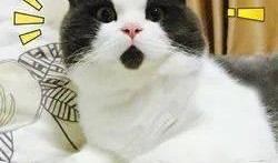 小鹿早期爆料视频大全,揭秘幕后故事与精彩瞬间