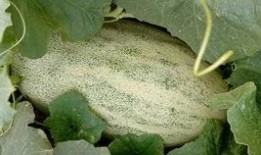 到新疆的网红吃哈密瓜,尽享哈密瓜甜蜜之旅